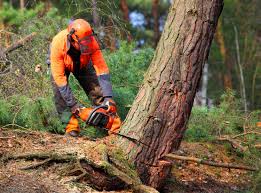 Professional Tree Services in Milford City, CT