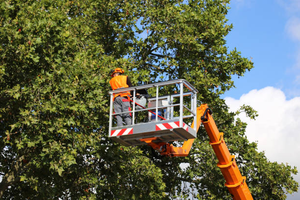 How Our Tree Care Process Works  in Milford City, CT